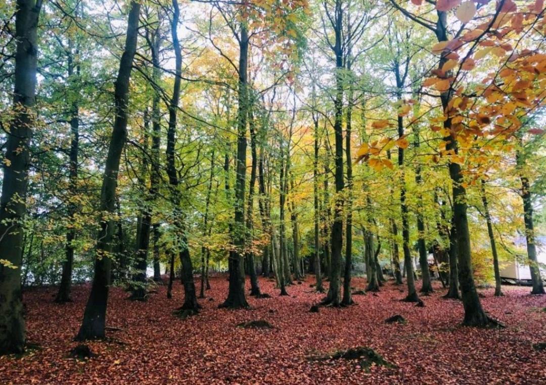 The Secret Wood Swarland